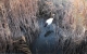 雄安新区：白洋淀首次发现丹顶鹤