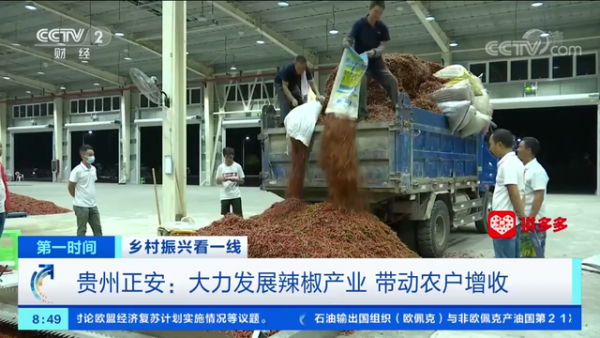 央视聚焦贵州正安：大力发展辣椒产业，带动农户增收