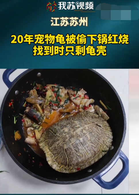 太缺德！苏州一女子20年宠物龟被偷，找到已是红烧龟……
