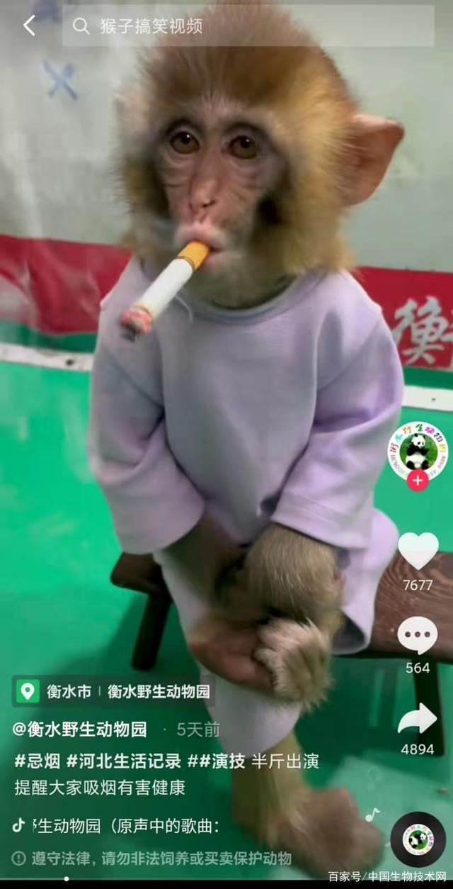 河北衡水野生动物园发布幼猴抽烟视频，园方：摆拍劝大家不要吸烟 ...