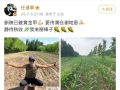 任达华在山东老家收完麦子又种玉米被质疑摆拍，你么看？