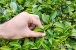 茶叶是打通人体经络最有效的食品？复旦研究：不同茶叶有相应归经