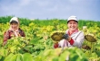 兰州新区探索重度盐碱地治理新方案 技术赋能 盐碱耕地变致富丰收田