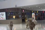 太原一商场内有羊驼奔跑，回应：平时经常遛，不伤人，可以免费摸