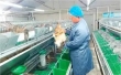 稳产能、提品质、创特色，西海岸新区持续推动畜牧业提质升级