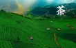 把土特产做成大产业：五家“龙头大哥”的现代范儿