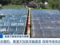 “菜篮子”供应有保障！重庆酉阳高温天加紧采摘蔬菜→