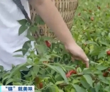 贵州辣椒火到全球！揭秘288亿元产值背后的全产业链进阶