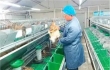 稳产能、提品质、创特色，西海岸新区持续推动畜牧业提质升级