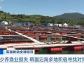 韩国高温天气致海水温度升高！大量养殖鱼类死亡，水产品价格升高
