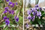 早开堇菜和紫花地丁