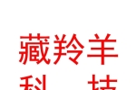 西藏藏羚羊网络科技有限公司