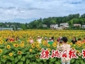 “知株侠”一条视频带火小众景点——向日葵花海成乡村游新热点