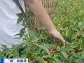 贵州辣椒火到全球！揭秘288亿元产值背后的全产业链进阶