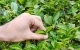 茶叶是打通人体经络最有效的食品？复旦研究：不同茶叶有相应归经