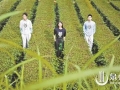 泉州举办全省首场“茶+时尚”跨界大秀