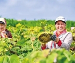 兰州新区探索重度盐碱地治理新方案 技术赋能 盐碱耕地变致富丰收田