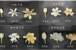 栀子花