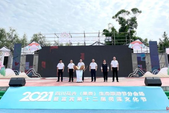 四川宜宾这个镇两万亩荷花开了，撬动一个上亿的产业