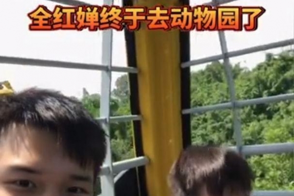 真有面子！全红婵逛动物园，一只老虎表演跳水，这水花我只给0分 ...