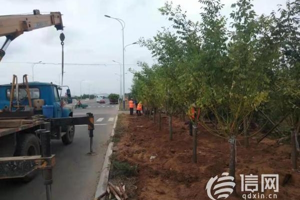 西海岸新区启动204国道绿化工程 乔灌结合错落有致