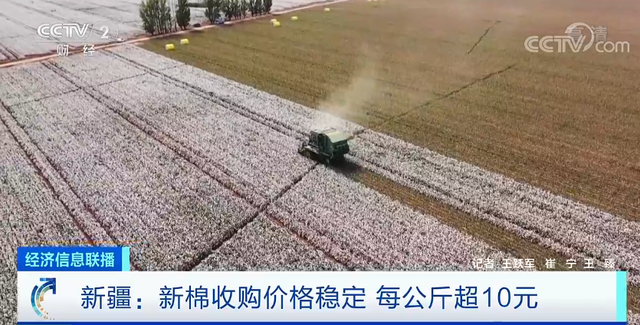 新疆棉花进入采收期！新棉收购价格稳定 每公斤超10元