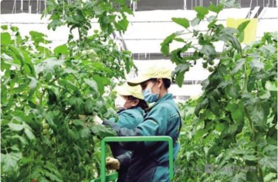 “扶贫车间”转型升级为“就业工厂”，兰州新区中川园区共吸纳2600人就业 ...