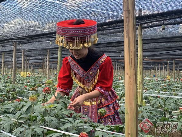 从规模种植到精深加工 文山三七产业发展成效显著
