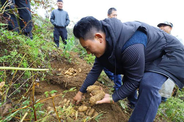 象雷协作精准帮扶：乌天麻产业托起高山农户共富梦