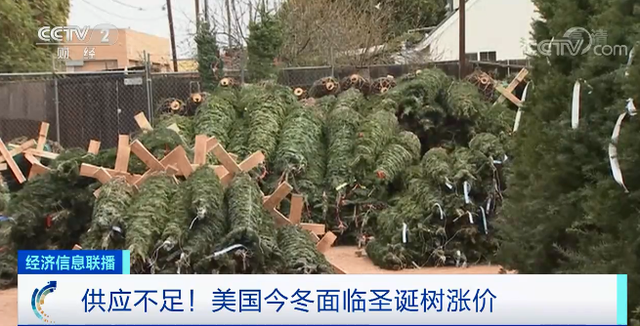 有钱也难买？圣诞树种植业整体减产约40%，美国今冬面临圣诞树涨价 ... ... ...