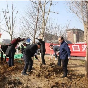太白湖新区植下一片新绿，建设生态宜居新区