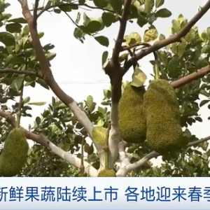 云南：新鲜果蔬陆续上市 各地迎来春季采收