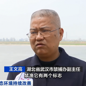 十年禁捕取得成效！长江武汉段发现今年以来最大江豚群
