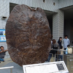 南美洲发现巨型灭绝乌龟，外壳就有汽车那么大，上面还有被咬痕迹 ...