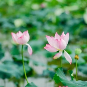 二十四节气里的长江新区