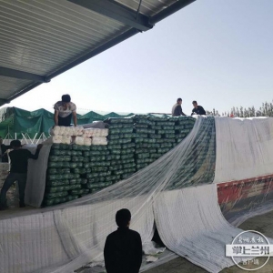 促农民增收，兰州新区开通“北菜南销”直通车