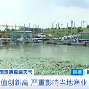 韩国东南部洛东江藻类成灾！危及上千万人用水安全……