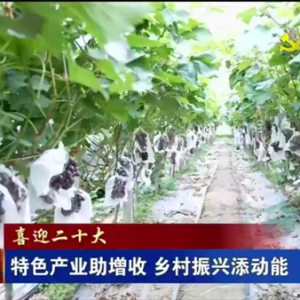 甘肃：特色产业助增收 乡村振兴添动能