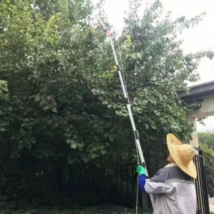 济宁太白湖新区：靶向定位，精确打击除白蛾