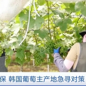种植面积激增超10倍！韩国阳光玫瑰葡萄批发价暴跌约35%