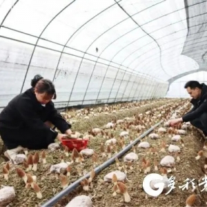 「两会时光」新蒲新区：抓好农民合作社发展，助力乡村振兴 ...