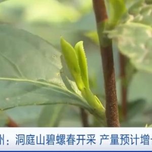 “洞庭碧螺春”上新了！产量预计增长10%