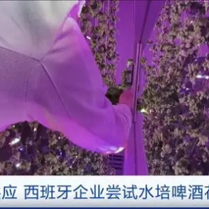 全球变暖威胁啤酒花种植，西班牙企业尝试水培啤酒花增加供应 ...