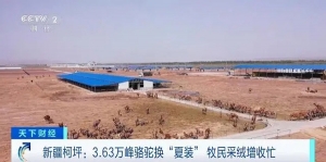 3.63万峰骆驼换“夏装”！新疆柯坪牧民采绒增收忙