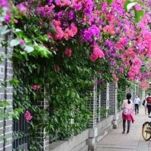 好大学没围墙？高校围墙该不该拆？专家：关键是突破无形的墙