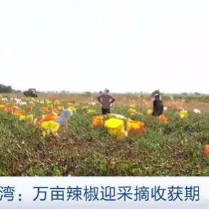 总面积达1.8万亩！新疆沙湾万亩辣椒迎采摘收获期