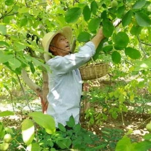甘肃“成县核桃”商标获欧盟注册