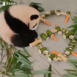解锁新菜品！“喀秋莎” 尝到“熊生”第一根胡萝卜
