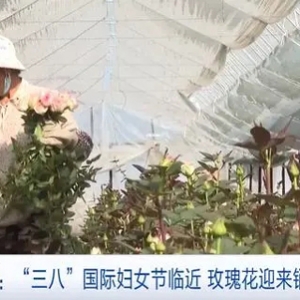 “三八”国际妇女节临近，云南玉溪玫瑰花卖爆了！销量同比翻一倍多