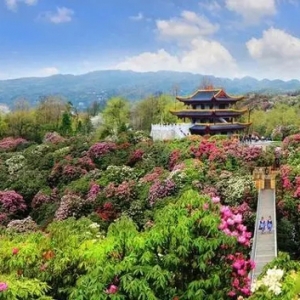 赏花正当时：搜索热度上涨超4倍多 多地赏花踏青游迎热潮